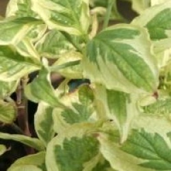 Cornus florida 'Daybreak'  - Cornouiller � fleurs Daybreak