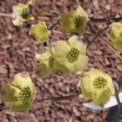 Cornus florida 'Daybreak' 