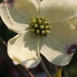 Cornus florida 'Daybreak' 
