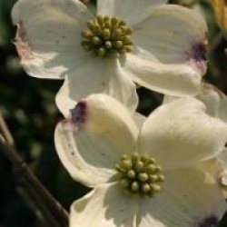 Cornus florida 'Daybreak' 