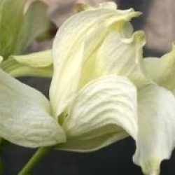 Cornus florida f. pluribracteata