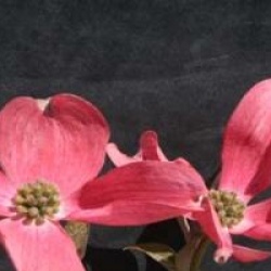 Cornus florida f. rubra - Cornouiller de Floride � fleurs rouges
