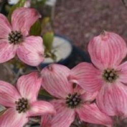 Cornus florida f. rubra