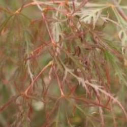 Acer palmatum 'Stella Rossa'