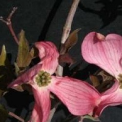Cornus florida 'Purple Glory' - Cornouiller � fleurs Purple Glory