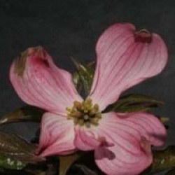 Cornus florida 'Purple Glory'