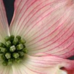 Cornus florida 'Purple Glory'
