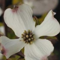 Cornus florida 'Rainbow'
