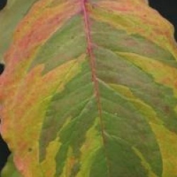 Cornus florida 'Rainbow'