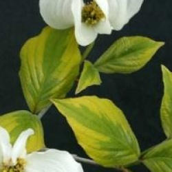 Cornus florida 'Rainbow'