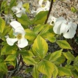 Cornus florida 'Rainbow'