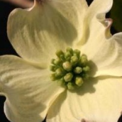 Cornus florida 'Rainbow'
