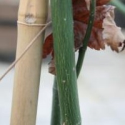 Acer elegantulum - �rable elegantulum