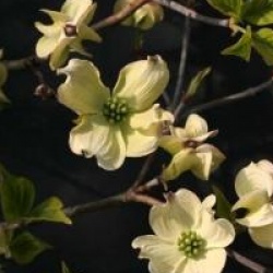 Cornus florida 'Rainbow'