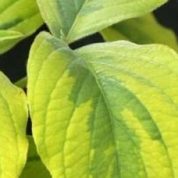 Cornus florida 'Rainbow'