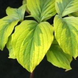 Cornus florida 'Rainbow'