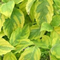 Cornus florida 'Rainbow'