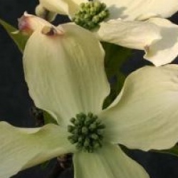 Cornus florida 'Rainbow'