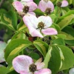 Cornus kousa 'Gold Star' - Cornouiller � fleurs Gold Star