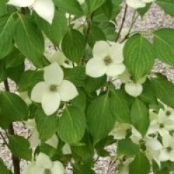 Cornus kousa var. chinensis 'China Girl'