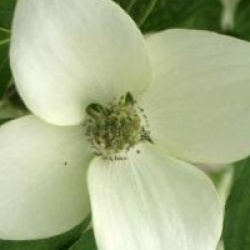 Cornus kousa var. chinensis 'China Girl'