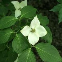 Cornus kousa var. chinensis Great Star �