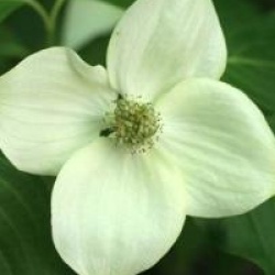 Cornus kousa var. chinensis Great Star � - Cornouiller � fleurs Great Star