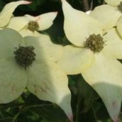Cornus kousa 'Milky Way'