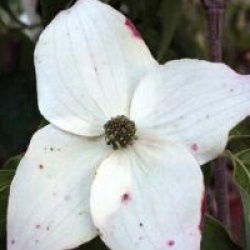 Cornus kousa 'Milky Way' - Cornouiller � fleurs Milky Way