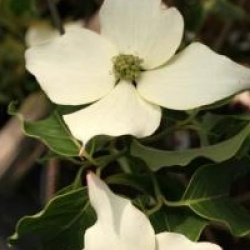 Cornus kousa 'Milky Way'