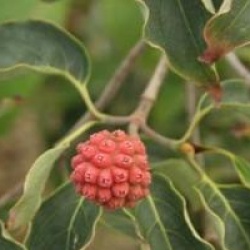 Cornus kousa 'Milky Way'