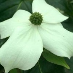Cornus kousa 'National' - Cornoullier � fleurs National