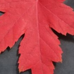 Acer x freemanii 'Jeffersred' Autumn Blaze �