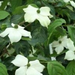 Cornus kousa 'National'