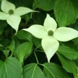 Cornus kousa 'Nicole'