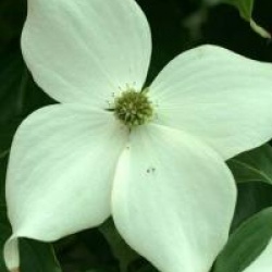 Cornus kousa 'Nicole'