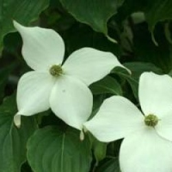 Cornus kousa 'Nicole'