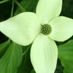 Cornus kousa 'Nicole'
