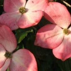 Cornouiller kousa � fleurs rouges