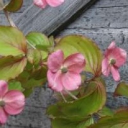 Cornus kousa 'Satomi'