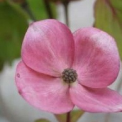 Cornus kousa 'Satomi'