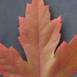Acer x freemanii 'Jeffersred' Autumn Blaze �