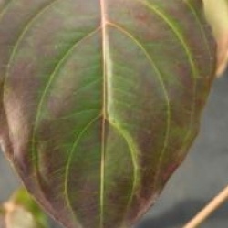 Cornus kousa var. chinensis 