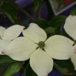 Cornus kousa 'National'