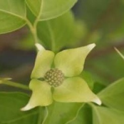 Cornus kousa var. chinensis 