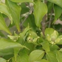 Cornus kousa var. chinensis 