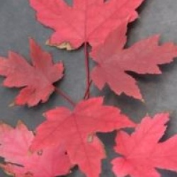 Acer x freemanii 'Jeffersred' Autumn Blaze �