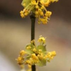 Cornus mas 'Kasanlak'