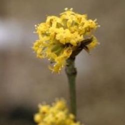 Cornus mas 'Kasanlak'