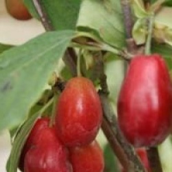 Cornus mas 'Matador'